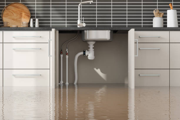 Best Mold removal after water damage  in Jackson, TN